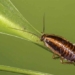 type of pest control sprays that help reduce pests 120363