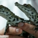 ugly again please care about many types of crocodiles and snakes being ignored for extinction no one conserves 120325