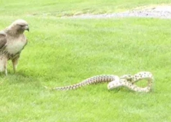 under fire dragon fight huge snake on green chessboard who will win 118684