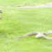 under fire dragon fight huge snake on green chessboard who will win 118684