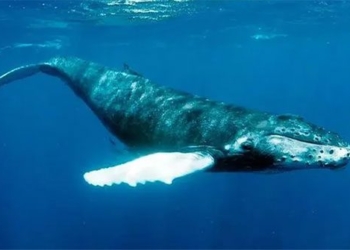 undersea fiber optics can be used to record fish sounds and watch what they are doing 121950