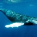 undersea fiber optics can be used to record fish sounds and watch what they are doing 121950