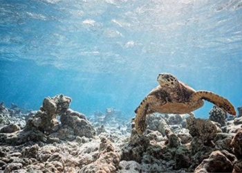 underwater expedition reveals the splendor and secrets of maldives 122707