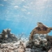 underwater expedition reveals the splendor and secrets of maldives 122707