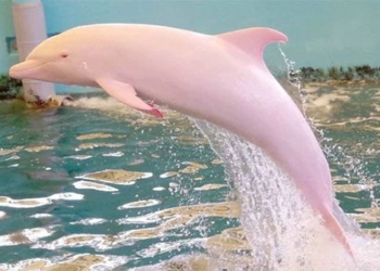unexpected appearance of pink dolphins in vietnamese coastal areas how rare it is that fishermen are thrilled 118440
