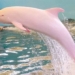 unexpected appearance of pink dolphins in vietnamese coastal areas how rare it is that fishermen are thrilled 118440