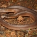 unexpected attack in residential garden 121447