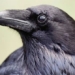 unexpected discovery of ability to self awareness similar to smart humans when stressed 123886