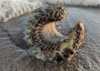 unexpected discovery of creature on wall looking like from outer space 124381