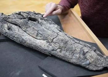 unexpected discovery of monster from the past storming in vietnam 121263