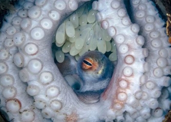 unexpected discovery of super rare sea turtle during diving trip 122795