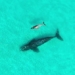 unexpected scientists discover a whale with another species nurse 123938