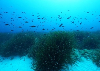 unexpected scientists discover huge amounts of sugar beneath the ocean 120362