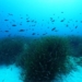 unexpected scientists discover huge amounts of sugar beneath the ocean 120362
