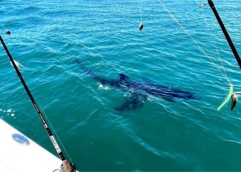 unexpected sea fishing encounter with large white catfish 121067