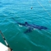 unexpected sea fishing encounter with large white catfish 121067