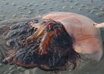 unexpected viral docs on social media 122292
