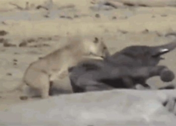 unfortunate with son the heroic lion attack and the tragic ending 120833