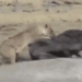 unfortunate with son the heroic lion attack and the tragic ending 120833