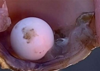 unintentional student group discovered super rare pearl in the clam 122681