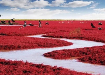 unique beaches in china normal green but in autumn turns red vivid beauty more captivating 121719