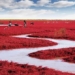 unique beaches in china normal green but in autumn turns red vivid beauty more captivating 121719
