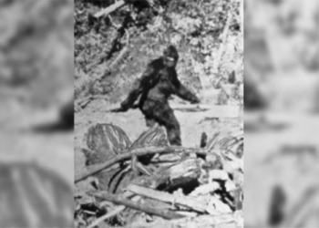 until now scientists are still struggling with the monster bigfoot is it real 124271