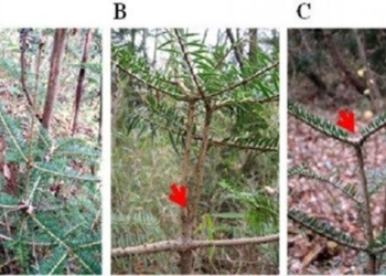 unusual pine trees growth after fukushima nuclear disaster 118660