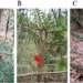 unusual pine trees growth after fukushima nuclear disaster 118660