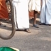using hands to catch snake while man gets bitten on leg 119147
