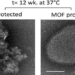 vaccine storage technology no refrigeration needed for months 118976