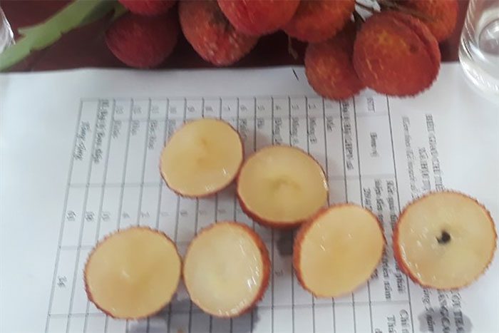 Seedless lychee grown in Luc Ngan.