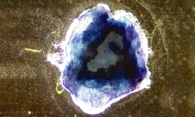 Biomaterial inspired by sea stars dyed blue in the laboratory.