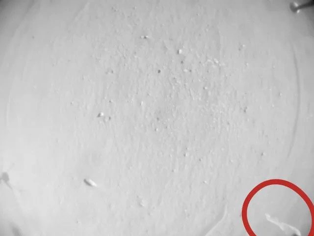 The object resembling toilet paper was discovered on the "Red Planet".