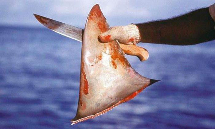 The fins of the shark are the most valuable part.