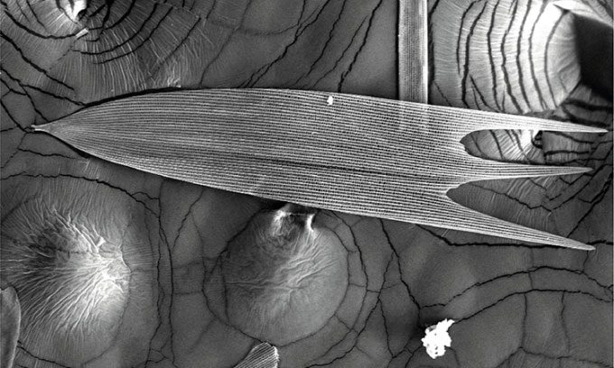 Close-up of a moth wing scale.