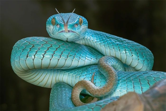 The author emphasizes the subject of the photo, almost completely blurring the background.