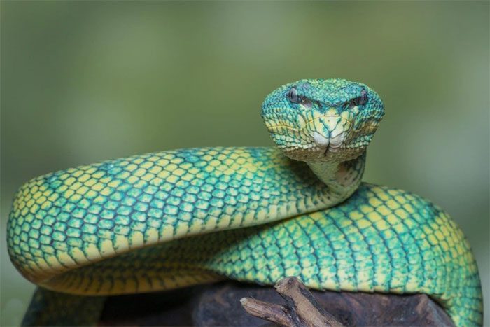 The more vibrant the colors of an animal, the more venomous it is, especially for snakes.