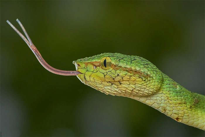 Thus, the beauty of snakes is the beauty of death.