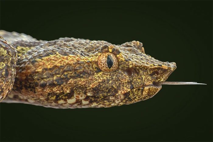 Snakes are often viewed with disdain by people.