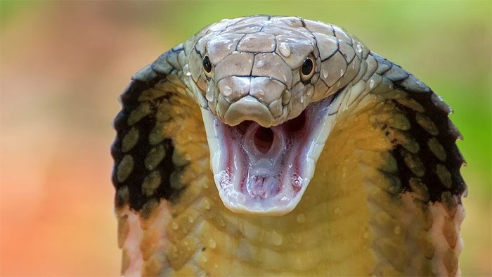 Some snake species, such as cobras, even hold prominent positions in religions.