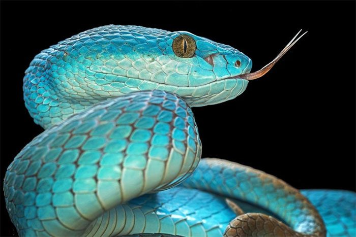 This snake has a shimmering green scale and beautiful brown eyes