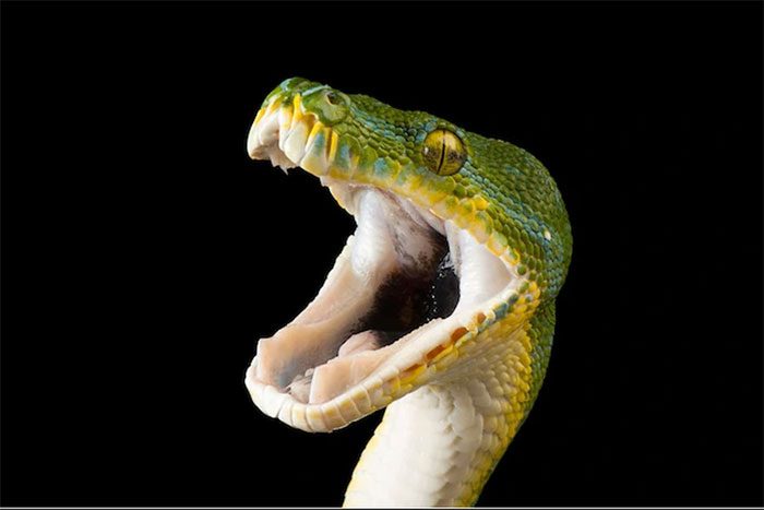 Portrait of a venomous snake by photographer Aditya Permana showcasing its lesser-known beauty.