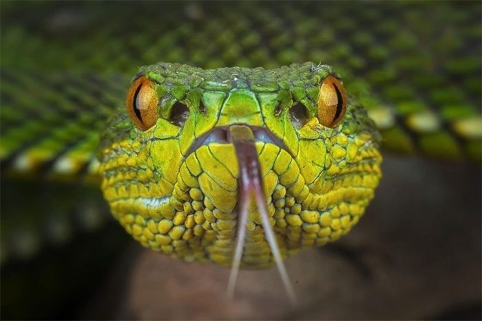 Stunning close-up images of terrifying venomous snakes taken with a macro lens