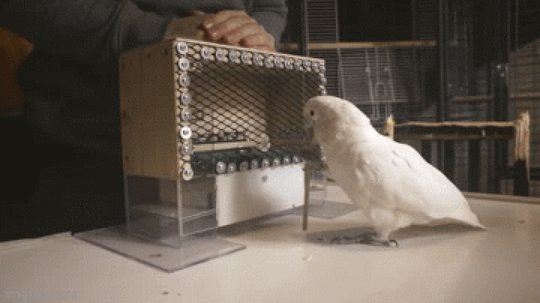 Parrot skillfully using tools amazes researchers.