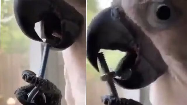 The parrot unscrewing a bolt from a nut at a speed comparable to that of a human