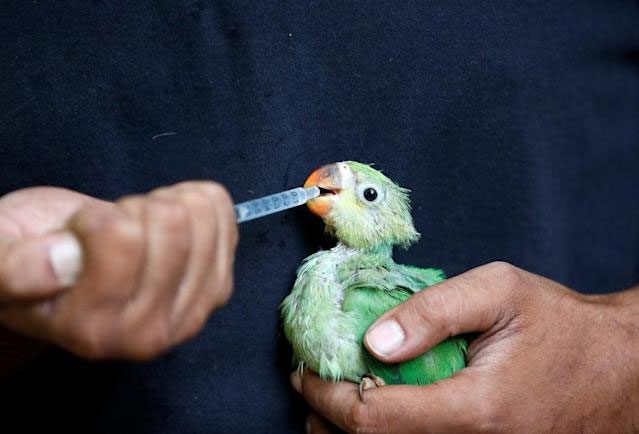 A caretaker in Ahmedabad gives a long-tailed parrot a multivitamin