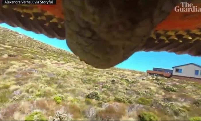 Kea parrot steals the Verheul family's camera.
