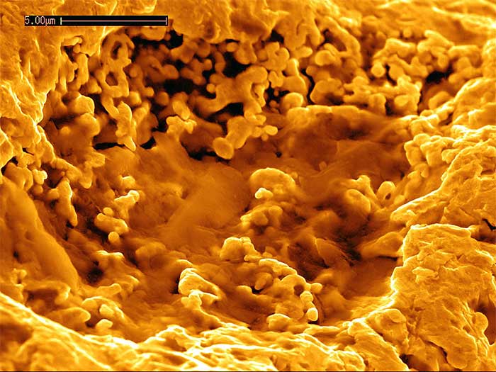 C. metallidurans thrives in soil containing both hydrogen and a range of toxic heavy metals.