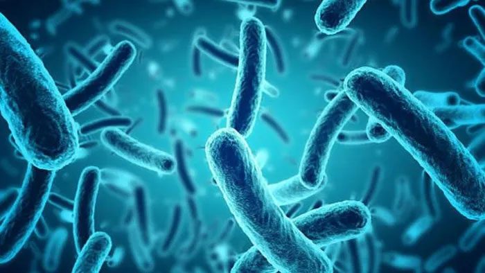 It is no surprise that most antibiotics are derived from bacteria.